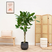 Ficus Benghalensis audrey gevlochten stam   120cm