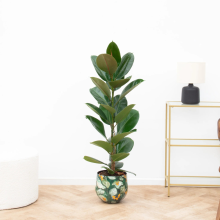 Ficus Elastica Robusta Struik   90cm