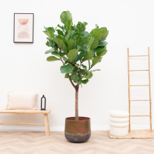 Ficus Lyrata boom XXL   210cm