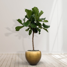 Combideal   Ficus Lyrata stam inclusief zelfwaterende pot Nora Matt Honey S   160cm