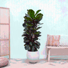 Ficus Lyrata struik   170cm