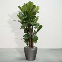 Combideal   Ficus Lyrata vertakt inclusief zelfwaterende pot Joy Antraciet L   190cm