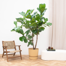 Ficus Lyrata vertakt XXXL   275cm