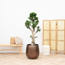 Ficus Microcarpa Ginseng   180cm
