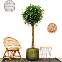 Ficus Nitida op stam XXL   225cm