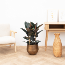 Nedgame.Nl Ficus Abidjan struik   100cm