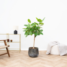 Ficus Altissima Variegata   100cm