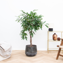 Ficus Amstel King op gevlochten stam   130cm