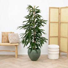 Ficus Amstel King struik   130cm