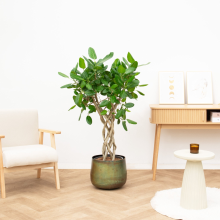 Ficus benghalensis cilinder   160 cm