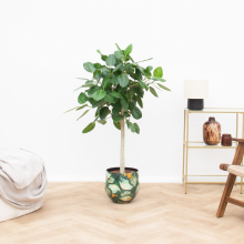 Ficus Benghalensis Audrey op stam   150cm