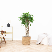 Ficus Benjamina gevlochten mat   120cm