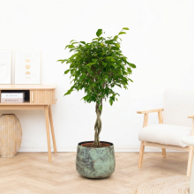 Ficus Benjamina gevlochten stam   150cm