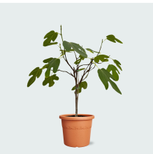 Ficus Carica (vijgenboompje)   70cm