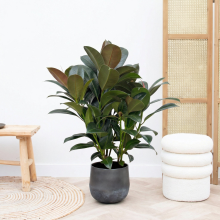 Ficus Cyathistipula struik   80cm