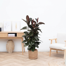 Ficus Elastica Abidjan struik   150cm