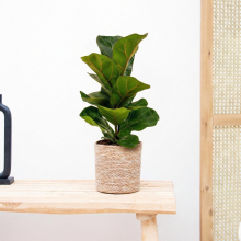 Ficus Lyrata bambino   40 cm