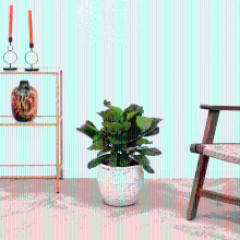 Ficus Lyrata struik   60 cm