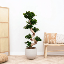 Ficus Microcarpa Ginseng s vorm   160cm