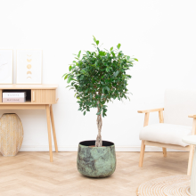 Ficus Nitida gevlochten stam   120cm