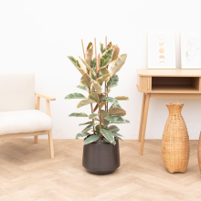Ficus Tineke struik   100cm