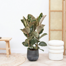 Ficus Tineke struik   80cm