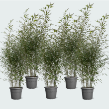 5X Fargesia bamboe   220cm