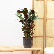 Calathea Compactstar   80cm