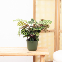 Calathea Makoyana   60cm