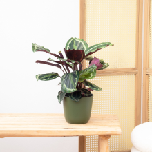 Calathea Medaillon   50cm