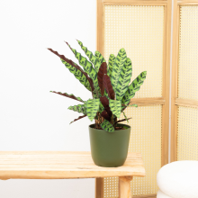 Macally Calathea Insigne   30cm