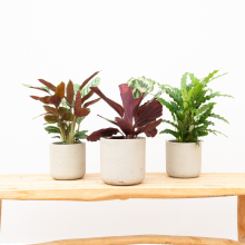 Combideal   Calathea Compactstar + Calathea Shinestar + Calathea Bluegrass