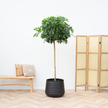 Schefflera Nora op stam   210cm