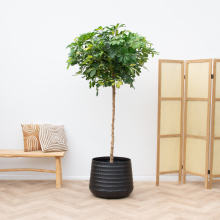Schefflera Gold Capella op stam   210cm