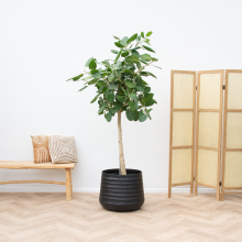 Ficus Benghalensis Audrey   190cm