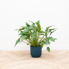 Philodendron Xanadu   80cm