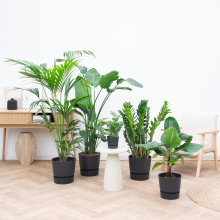 Kantoorpakket: Tropical office