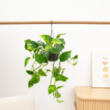 Epipremnum Aureum   30 cm