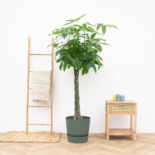 Pachira aquatica   180cm