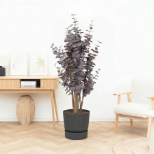 Kunst Eucalyptus purple   120cm