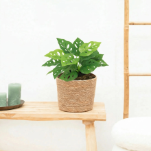 Kunst Monstera Monkey leaf   22cm