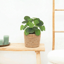 Kunst Pilea peperomioides   17,5cm