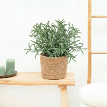 Kunst Helichrysum italicum   18cm