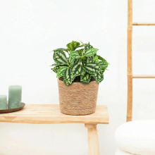 Kunst Hoya green   20cm