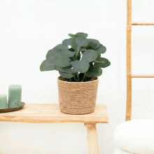 Kunst Eucalyptus   21cm