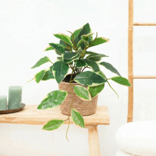 Kunst hang Hoya Variegata   23cm