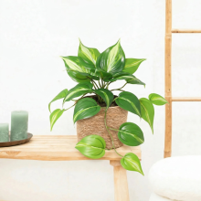 Kunst Epipremnum Variegata   23cm
