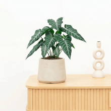 Kunst Alocasia polly   49cm