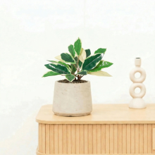 Kunst Hoya Variegata   25cm