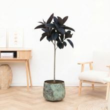 Ficus Elastica Abidjan stam   150cm